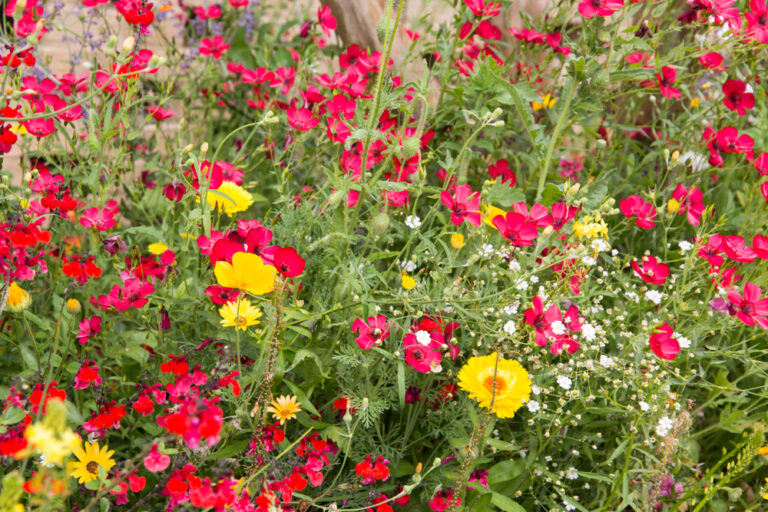 13 Wildflowers to Sow in March for a Natural Look