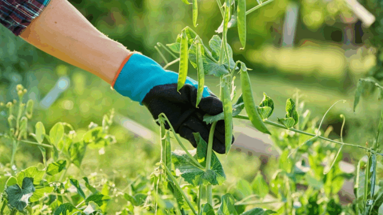 15 Vegetables to Plant in Early Spring Before the Heat Arrives