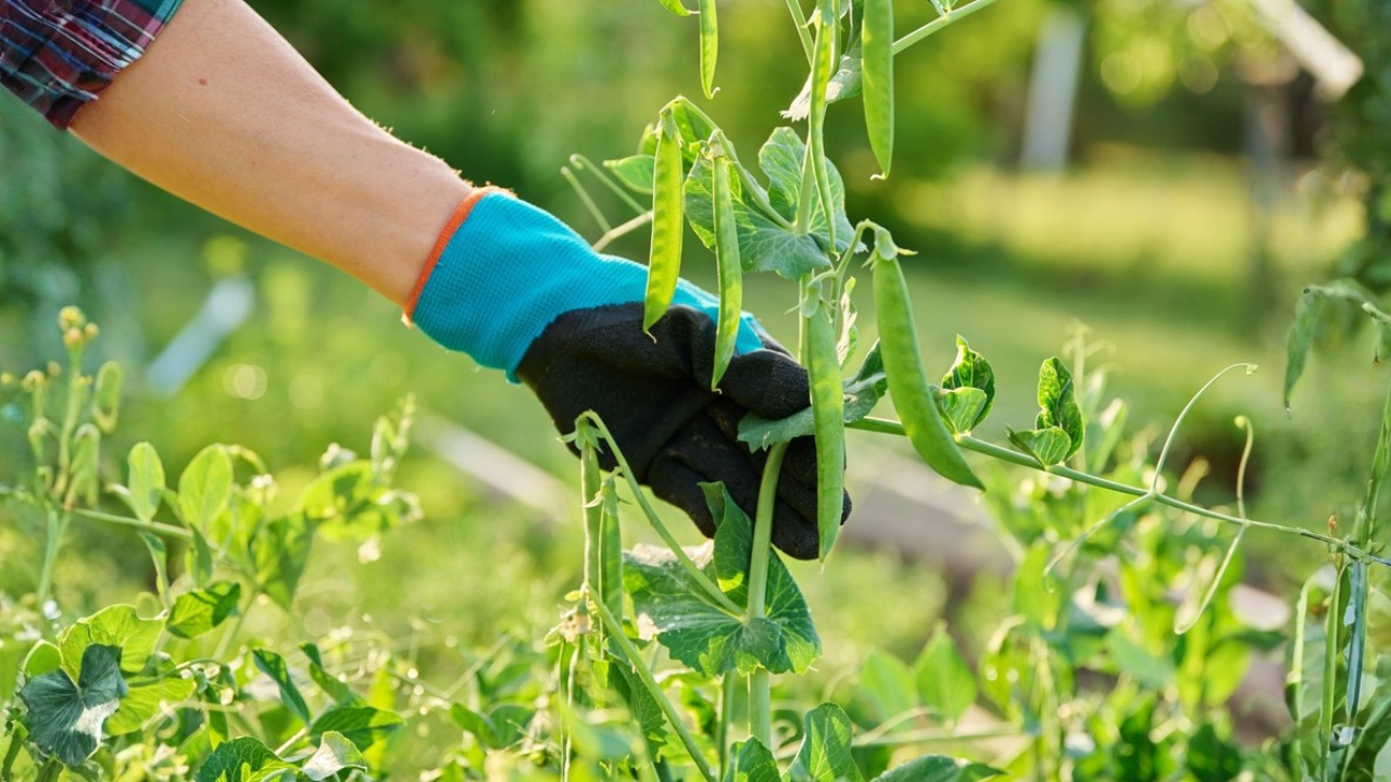 15 Vegetables to Plant in Early Spring Before the Heat Arrives