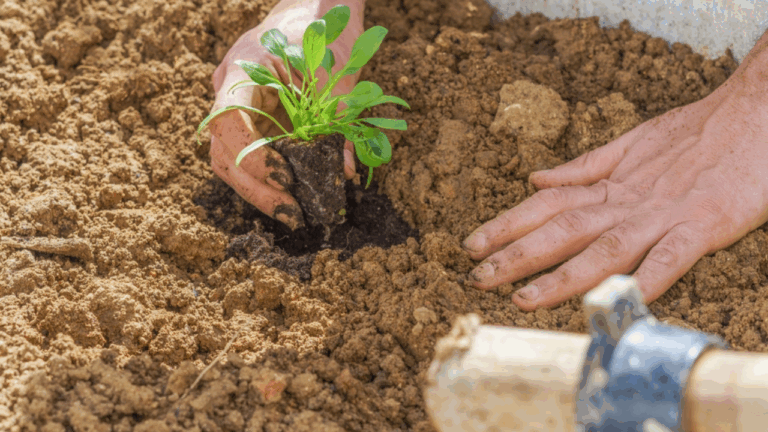 12 Spring Vegetables That Are Good for Beginner Gardeners