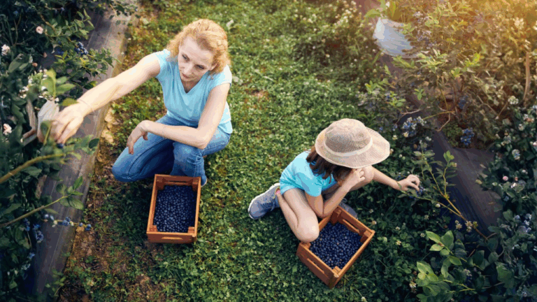 10 Blueberry Varieties That Do Well in Home Gardens