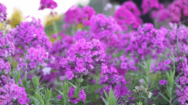 16 Perennials to Plant in Spring for Blooms Year After Year