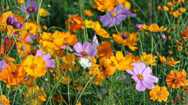 15 Spring Flowers That Are Easier Than Petunias