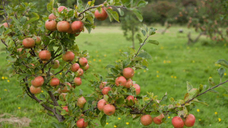 12 Fruit Trees to Plant in Spring in Small Yards